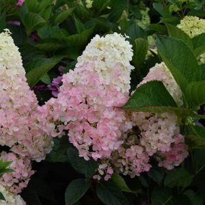 Hydrangea paniculata Vanillé Fraise 100-125 cm